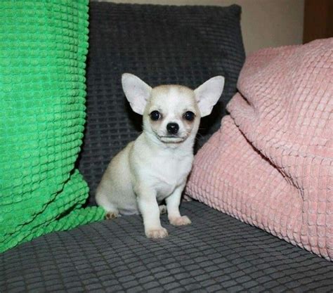 Chihuahua breeders nc - Child-friendliness. Puppies.com will help you find your perfect Chihuahua puppy for sale in Goldsboro, NC. We've connected loving homes to reputable breeders since 2003 and we want to help you find the puppy your whole family will love.